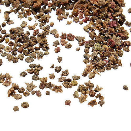 100-เมล็ดพันธุ์-เมล็ด-พุ่มไม้เพลิง-หญ้ากอเชีย-ไซเปรสลูกไฟ-kochia-kochia-scoparia-seeds-อัตราการงอก-80-85