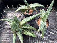 แกสทีเรีย Gasteria ไม้อวบน้ำ ในกระถาง 3 นิ้ว