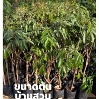 ( Pro+++ ) สุดคุ้ม ต้นลิ้นจี่อัมรินทร์* ราคาคุ้มค่า พรรณ ไม้ น้ำ พรรณ ไม้ ทุก ชนิด พรรณ ไม้ น้ำ สวยงาม พรรณ ไม้ มงคล