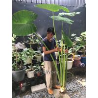 HOT** Colocasia gigantea Hook บอนโหรานา สำหรับตัดสวนป่า สวนนำ้ตก ส่งต้นโตตามรูปตัดใบ ส่งด่วน พรรณ ไม้ น้ำ พรรณ ไม้ ทุก ชนิด พรรณ ไม้ น้ำ สวยงาม พรรณ ไม้ มงคล