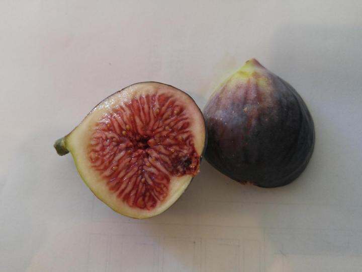 figs-ต้นมะเดื่อฝรั่ง-พันธุ์-dauphine-ดอร์ฟิน-อร่อย-หวาน-หอมมากๆ-ต้นสมบูรณ์มาก-รากแน่นๆ-จัดส่งพร้อมกระถาง-6-นิ้ว-ลำต้นสูง-45-50-ซม-ต้นไม้แข็งแรงทุกต้น-เรารับประกันจัดส่งห่ออย่างดี-จัดส่งสินค้าตามรูป