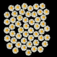 50PCS 13mm Resin Vintage Style Daisy Flower Flat Back Cameo Cabochon  For Jewelry Making Earring Accessories Wholesale DIY accessories and others