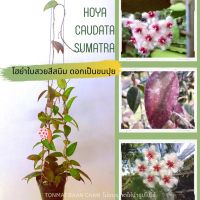 โฮย่าสุมาตรา Hoya Caudata Sumatra โฮย่าใบสวยสีใบออกแดง ส้ม เขียว ดอกเป็นขนมิ้ง?