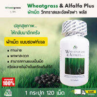 (1 กระปุก) Wheatgrass &amp; Alfalfa Plus ผลิตภัณฑ์อาหารเสริมแอมสตรอง วีทกราส อัลฟัลฟ่า พลัส ผักเม็ดแท้ สูตรดั้งเดิม มีเซททดลอง(แบ่งขาย))แบ่งขาย