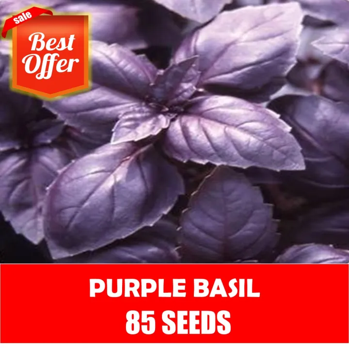 Purple Basil Seeds Lazada PH