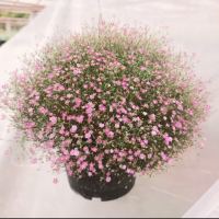 เมล็ดพันธุ์ยิปโซ พันธุ์ดอกไม้ 100เมล็ด Mixed Color Gypsophila Flower Seeds พุ่มใหญ่พร้อมลวดแขวน ดอกไม้จริง