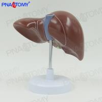 Medical human liver model hepatic door gall bladder bile duct structure of digestive department AIDS digestion system of the internal organs