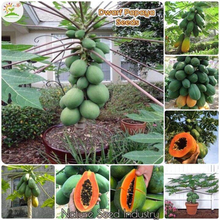 Fast Growing Hybrid Dwarf Papaya Seeds Bonsai Fruits Tree Seeds for