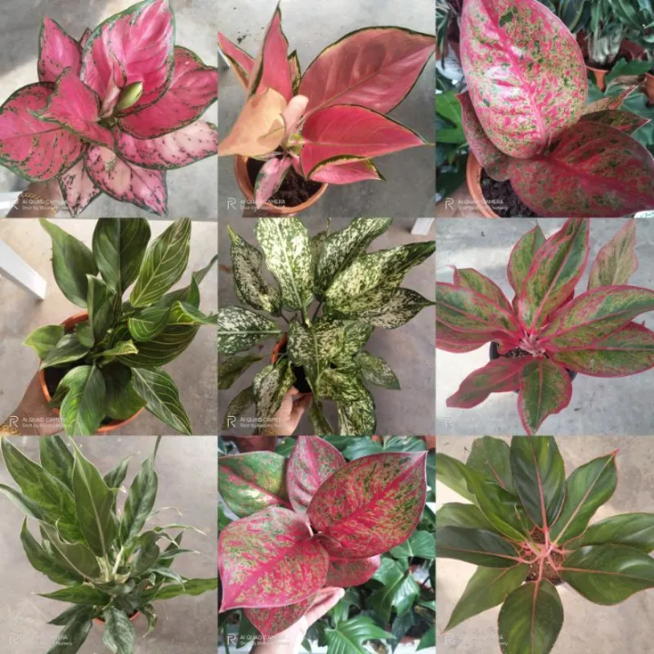 seeds Aglaonema Red Lipstick Chinese Evergreen Air purifying lucky