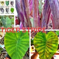 1 ต้น Colocasia Tiger Stripe บอนลายเสือ บอนป่าหายาก ลายต้นสวยชัด ลายใบโดดเด่น ปลูกประดับสวยงาม ส่งแบบตัดใบ