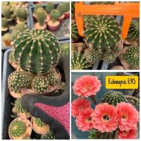 โปรโมชั่น แคคตัส Cactus กระบองเพชร พันธุ์อิชินอปซิส (Echinopsis) รหัสสี E95 ราคาถูก  แคคตัส กระบองเพรช ตะบองเพรช ไม้จิ๋ว ไม้ตั้งโต๊ะทำงาน ไม้ประดับ ไม้มงคล ไม้ดอก