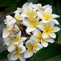 30 เมล็ดพันธุ์ เมล็ด ลั่นทม หรือ ลีลาวดี สายพันธุ์แคระ Frangipani Plumeria Seed นำเข้าจากฮาวาย อัตราการงอก 80-85%