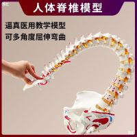 Lumbar skeleton 1:1 simulation vertebra spinal nerve bone anatomy flexible medicine teaching model