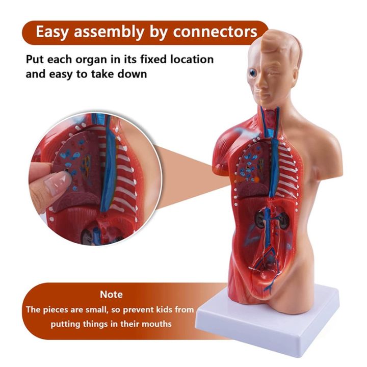 anatomy-anatomical-internal-organs-assembling-model-11-inch-for-student-teaching-study