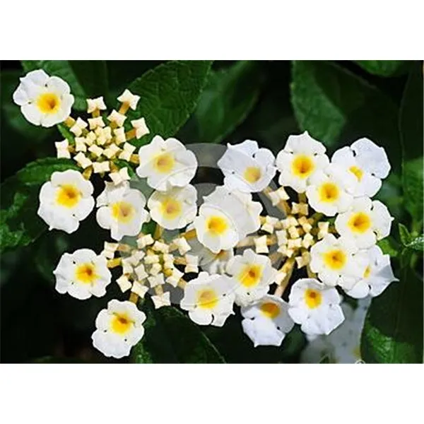 100 Pcs Seeds Imported Lantana Camara Plant Outdoor Five Colors