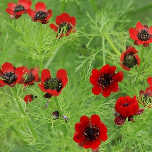 เมล็ดพันธุ์-อโดนิส-adonis-aestivalis-pheasants-eye-50-เมล็ด-เมล็ดพันธุ์นำเข้าจากอังกฤษ