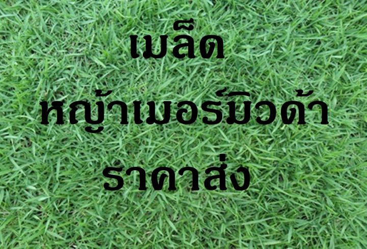 เมล็ดหญ้าเบอร์มิวด้า-500-กรัม-ราคาพิเศษ-bermuda-grass