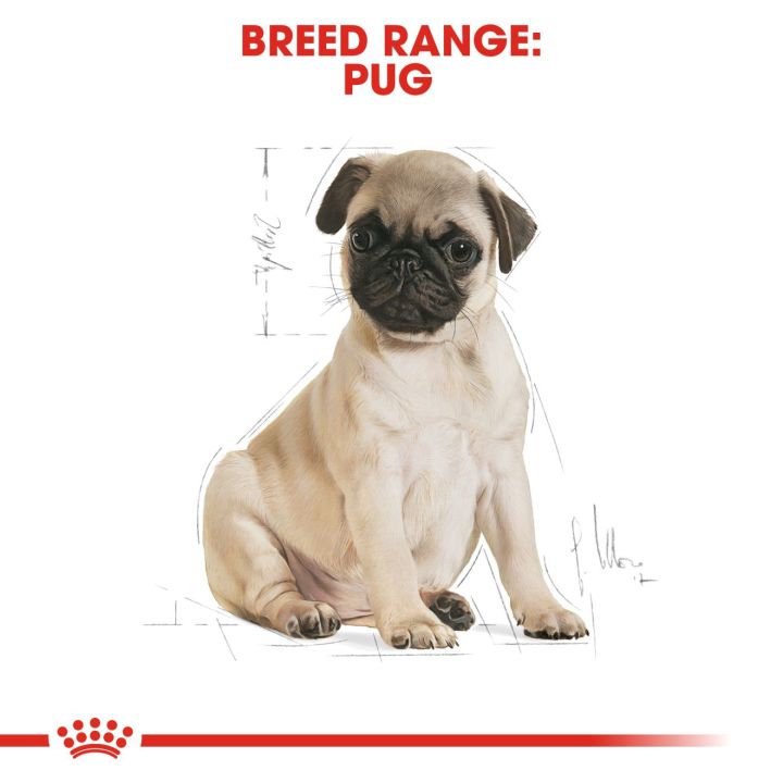 royal-canin-pug-puppy-โรยัล-คานิน-อาหารเม็ดลูกสุนัข-พันธุ์ปั๊ก-อายุต่ำกว่า-10-เดือน-กดเลือกขนาดได้-dry-dog-food