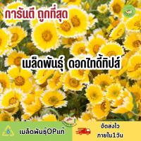 ถูกที่สุด เมล็ดพันธุ์ ดอกไทดี้ทิปส์ ดอกไข่