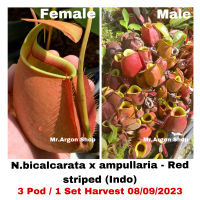 เมล็ดหม้อข้าวหม้อแกงลิง (Nepenthes seeds) หลากหลายสายพันธุ์ พืชกินแมลง