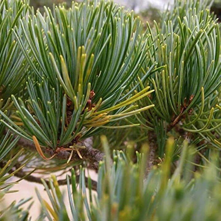 Pinus Parviflora - Japanese Five Needle Pine - White Pine Tree Seeds ...