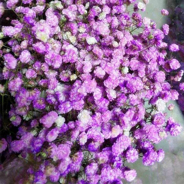 All over the world, the seeds are easy to live all the year round, and