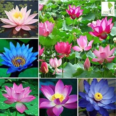 8 เมล็ด คละสี เมล็ดบัว บัวญี่ปุ่น บัวญี่ปุ่นแคระ เมล็ดเล็ก ดอกดกทั้งปี ของแท้ 100% Lotus Waterlily seeds มีคู่มีวิธีปลูก รหัส. 0012