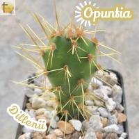 [โอพันเทีย ดิเลนนิอาย] Opuntia Dillenii ส่งพร้อมกระถาง แคคตัส Cactus Succulent Haworthia Euphorbia ไม้หายาก พืชอวบน้ำ ไม้หนาม ไม้ทะเลทราย กระบองเพชร