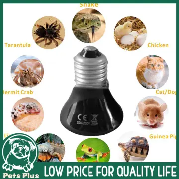 Shop Pet Heating Lamp Light Bulb Chicken Reptile Lamps 25 Watts