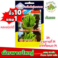 (ซื้อ10แถม1) เมล็ดพันธุ์ ผักพาย ใหญ่ velvet leaf  ประมาณ 2,000เมล็ด 3A สามเอ ผักก้านจอง คันจอง ตาลปัตรฤาษี ผักพายน้อย ผักสวนครัว เมล็ดพันธุ์พืช