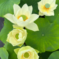 5 เมล็ดพันธุ์ บัว สายพันธุ์ GREEN STAR LOTUS สีเหลือง เพาะปลูกและเก็บเมล็ดในไทย ขยายพันธุ์ในไทยได้ สายพันธุ์นิยมปลูกที่สุดในโลก