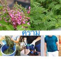 เมล็ดพันธุ์ คราม (สมุนไพร+ใช้ย้อมผ้า) ( Indigofera Tinctoria Seed ) บรรจุ 50 เมล็ด