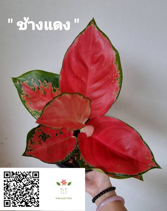 ต้นช้างแดง-aglaonema-sp-changdaeng-อโกลนีมา-ช้างแดง-ไม้มงคล-ไม้มงคลเรียกทรัพย์-ช้างแดง-บรรจุกระถางจัดส่ง