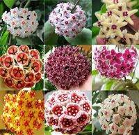 20 เมล็ดพันธุ์ Home Plant Seed โฮย่า กล้วยไม้โฮย่า สกุลนมตำเลีย (Hoya) มีดอกหอม ให้ดอกตลอดปี ชอบแสงแดดครึ่งวัน อากาศถ่ายเท อัตราการงอกของเมล็ด 80-85%