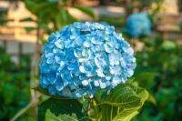 20 เมล็ด เมล็ดไฮเดรนเจีย Hydrangea seedสีฟ้า ไฮเดรนเยียสายพันธุ์ฝรั่งเศส ของแท้ 100% อัตราการงอก 70-80% มีคู่มือปลูก