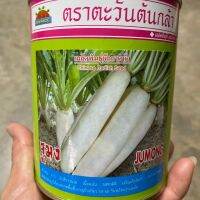 เมล็ดพันธุ์ผักกาดหัว หัวไชเท้า 500กรัม และ 100g หัวใหญ่ สีขาวนวล เนื้อแน่น เติบโตเร็ว