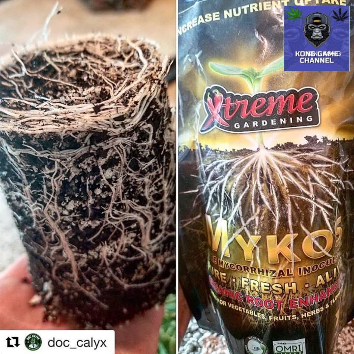 ready-stock-ผงเร่งราก-mykos-xtreme-gardening-แบบถุง-2-2lb-998g-แท้-100-จาก-usa-ผง-ระเบิดราก-เร่งโต-เร่งดอก-น้ำยา-ผงเร่ง-เร่งรากมีบริการเก็บเงินปลายทาง