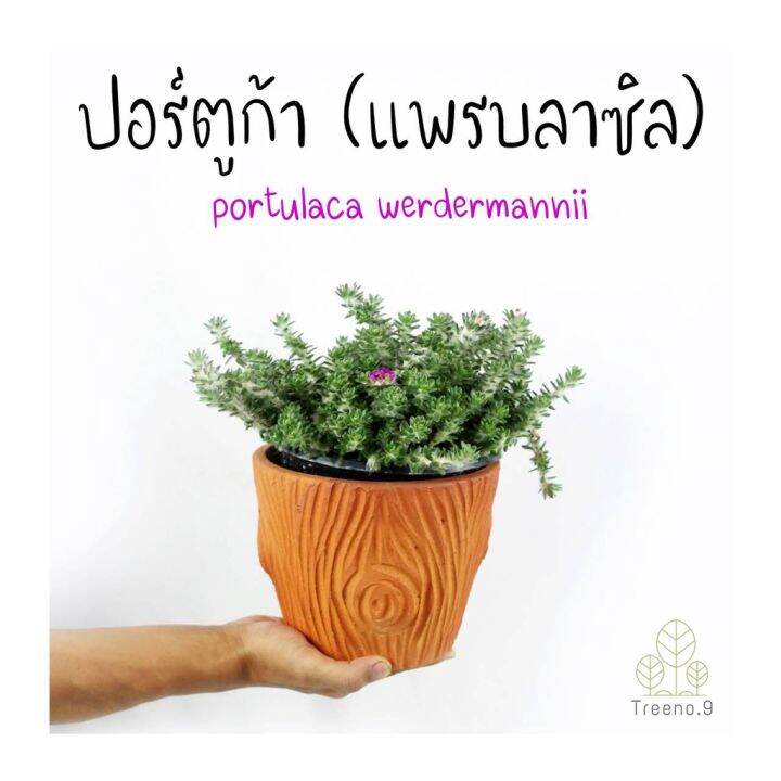 โปรโมชั่น-t323-ปอร์ตูก้า-หรือ-แพรบลาซิล-portulaca-werdermannii-กระถาง-8-นิ้ว-สูง-20-25-cm-ไม้ดอกสีสดสวย-พุ่มเล็ก-ราคาดี-ต้นไม้-ฟอก-อากาศ-กระถาง-ต้นไม้-ไม้-ประดับ-ต้นไม้-ปลูก-ใน-บ้าน