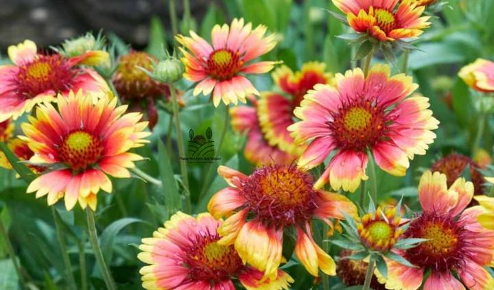 ดอกเดือนฉาย-gaillardia-seed-เมล็ดพันธุ์ดอกเดือนฉาย-บรรรจุ-20-เมล็ด-10-บาท