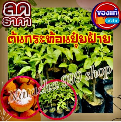 ต้นกระท้อนปุยฝ้าย/แบบติดตา/ขนาด60-80เซนฯผลใหญ่รสหวาน เป็นฝ้าย ลูกใหญ่ ออกลูกดกตลอดปี (1ต้น/แพ็ค)