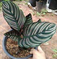 คล้าขุนแผน Calathea cv. Sanderiana ไม้มงคล ไม้ประดับ ช่วยเสริมเมตตามหาเสน่ห์ ชอบแดดรำไร กระถาง8นิ้ว สูงประมาณ25-40cm.