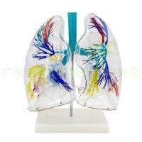 Lung segment model transparent lung segment model lung thoracic surgery bronchial tree human lung anatomical model