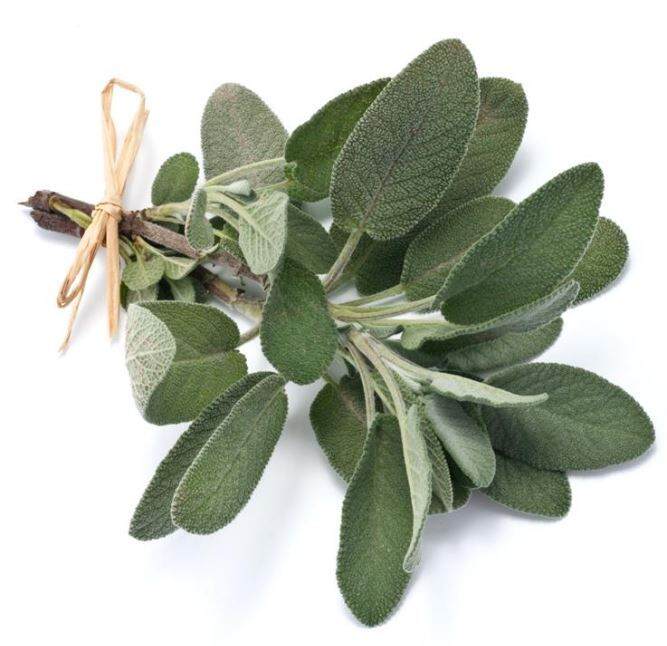 Sage seed (Salvia Officinalis)*edible Lazada