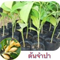 ( PRO+++ ) โปรแน่น.. ต้นจำปา(ดอกจำปา) กิ่งทาบ ต้นพันธุ์สูงประมาณ 70-80cm.(1ต้น) ราคาสุดคุ้ม พรรณ ไม้ น้ำ พรรณ ไม้ ทุก ชนิด พรรณ ไม้ น้ำ สวยงาม พรรณ ไม้ มงคล