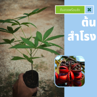 ต้นสำโรง พร้อมจัดส่ง ไม้ป่าใกล้สูญหาย Sterculia foetida L.