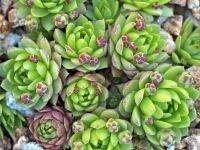 50 เมล็ดพันธุ์ เมล็ด ซักคิวเลนต์ หรือ ไม้อวบน้ำ กระบองเพชร Succulent seeds อัตราการงอก 80-85%