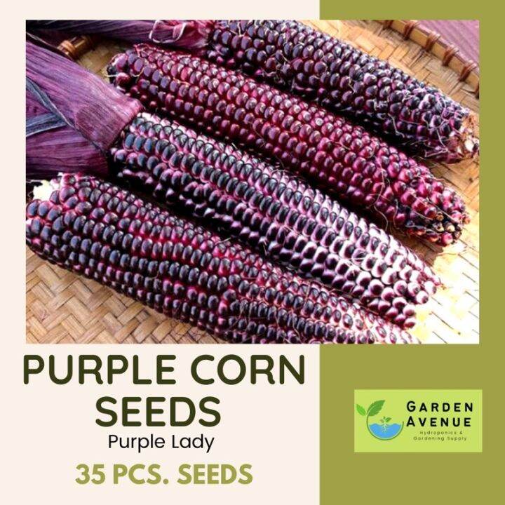 PURPLE CORN SEEDS | Lazada PH