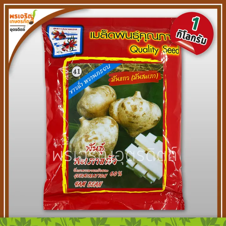 เมล็ดพันธุ์ มันแกว มันสะเพา สะเพาแก้ว Yam Bean (ขนาด 1 กิโลกรัม) เมล็ด
