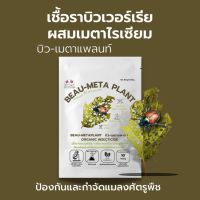 บิวเวอร์เรีย ผสม เมธาไรเซียม (100g) กำจัดแมลงศัตรูพืชทุกชนิด เพาะเชื้อจากห้องLAB100% ปลอดภัยต่อผู้ใช้และสัตว์เลี้ยง