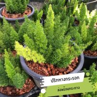 ต้นปริกปริกหางกระรอก (Foxtail Asparagus Fern)ต้นไม้ประดับตระกูลเฟิร์น ต้นไม้มงคลฟอกอากาศนิยมแต่งคาเฟ่